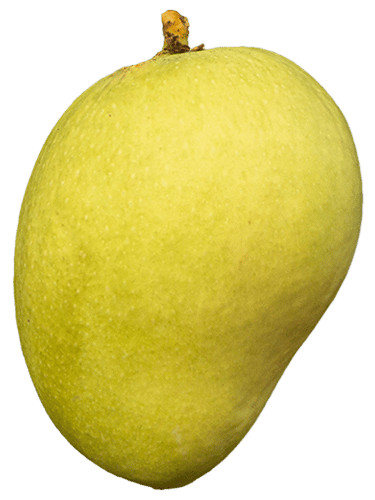 Ratnagiri Hapus, Devag Alphonso, Devgad Hapus, Devgad Alphonso, Devgad Alfonso, best alphonso mango, best mango, king of mangoes