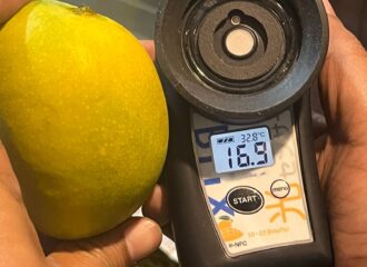 Mango ripeness guide for Kesar
