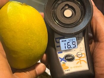 Genuine Alphonso Mango, Authentic Hapus, Devgad Alphanso