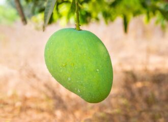 Banginapalli orBanganpalli Mangoes - Largest exporter of India