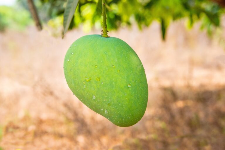 Banginapalli orBanganpalli Mangoes - Largest exporter of India