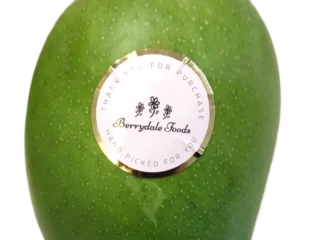 Talala Gir Kesar Mango - Queen of Mangoes from India Gujarat