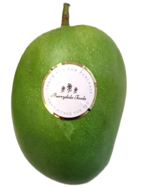 Talala Gir Kesar Mango - Queen of Mangoes from India Gujarat