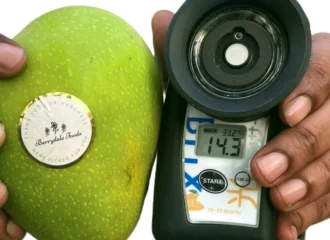 How to Ripen and Pick Mangoes